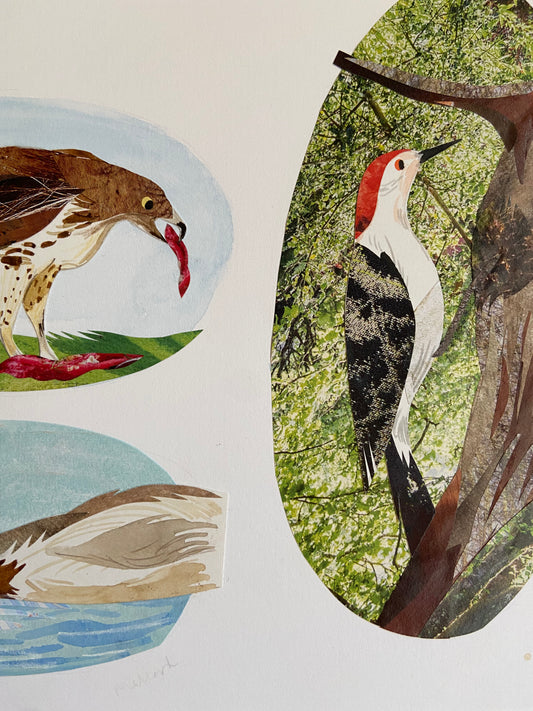 Art Sale - Woodpecker, Mallard and Hawk Vignettes - Original Mixed Media Illustration