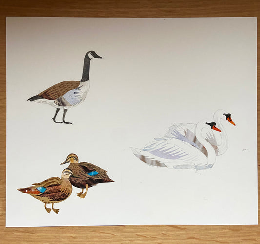 Art Sale - Water Birds - Original Mixed Media Illustration