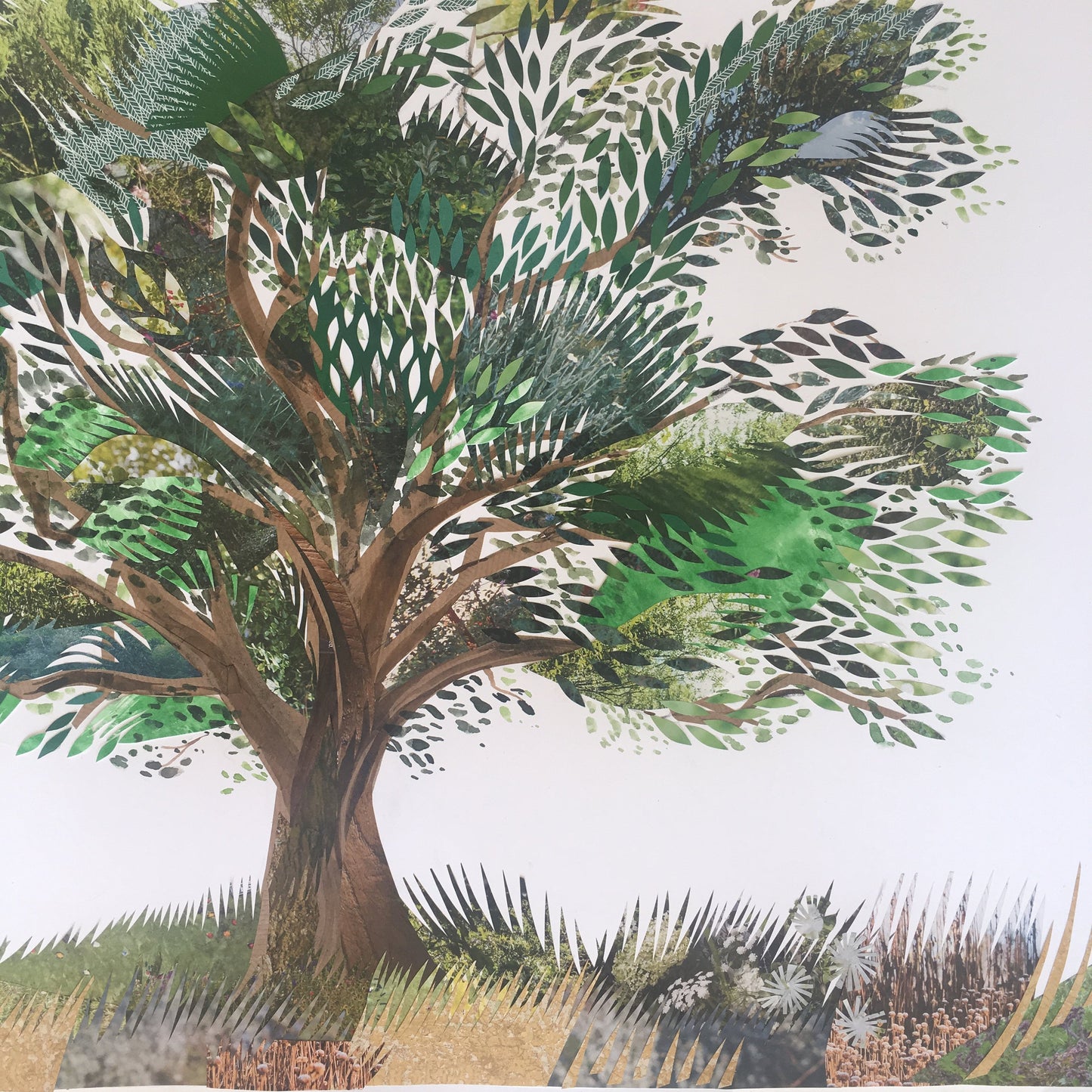Oak Tree - Fine Art Print